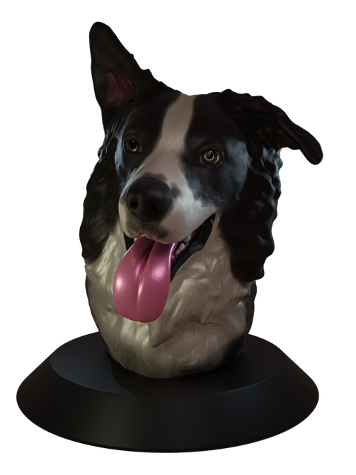 Border Collie